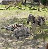 Click image for larger version. 

Name:	zebras.jpg 
Views:	130 
Size:	205.1 KB 
ID:	947