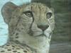 Click image for larger version. 

Name:	cheetah2.jpg 
Views:	8 
Size:	16.7 KB 
ID:	101