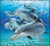 dolphinv's Avatar