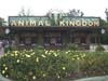 Disney's Animal Kingdom