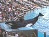 Sea World